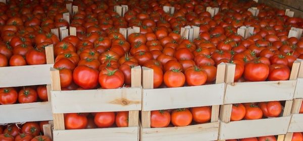 Fresh Tomatoes from Mexico: A Suspension Agreement was Signed – Now What?